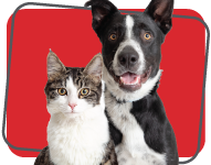 Dog and cat looking directly at the camera.